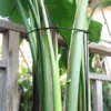 6-Pack Metal Half-Round Garden Plant Support Stakes