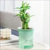 Self-Watering Desktop Planter | Double-Layer Clear Hydroponic Flower Pot