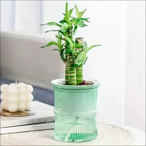 Self-Watering Desktop Planter | Double-Layer Clear Hydroponic Flower Pot