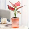 Self-Watering Desktop Planter | Double-Layer Clear Hydroponic Flower Pot