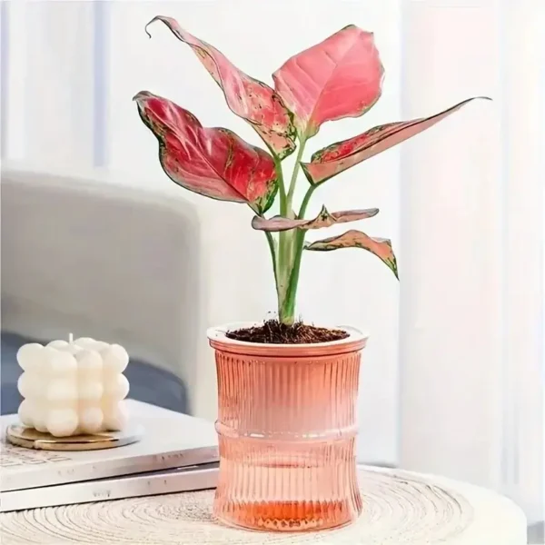 Self-Watering Desktop Planter | Double-Layer Clear Hydroponic Flower Pot