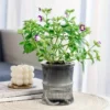 Self-Watering Desktop Planter | Double-Layer Clear Hydroponic Flower Pot