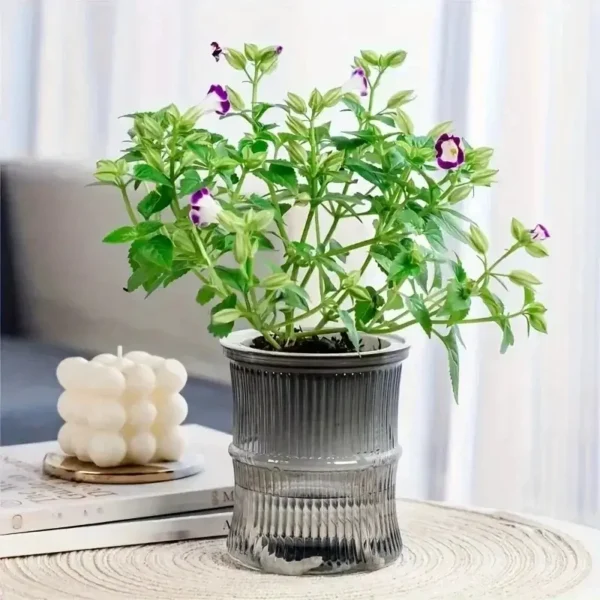 Self-Watering Desktop Planter | Double-Layer Clear Hydroponic Flower Pot